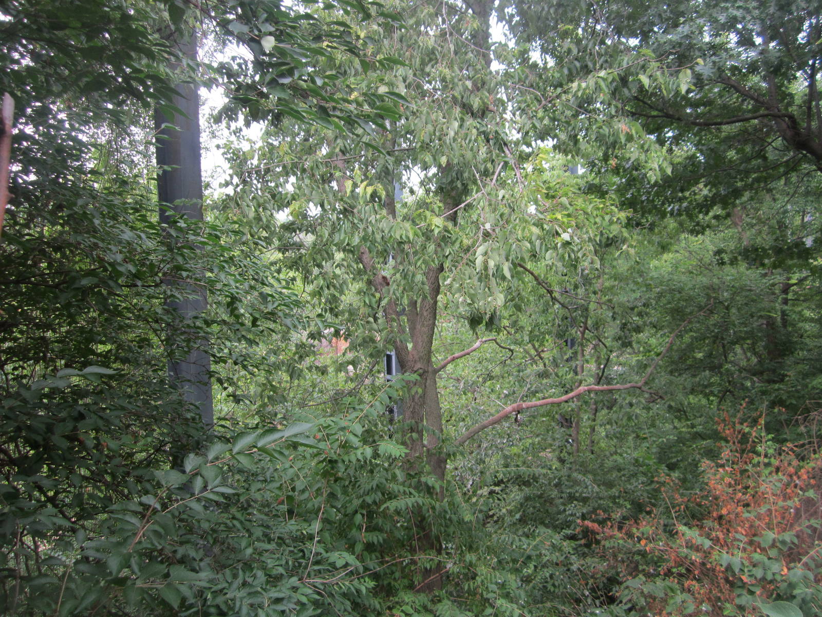 Jul. 2012-Andean Condor aviary