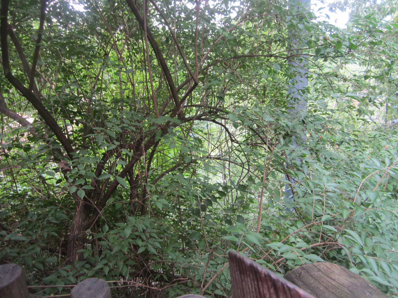 Jul. 2012-Andean Condor aviary