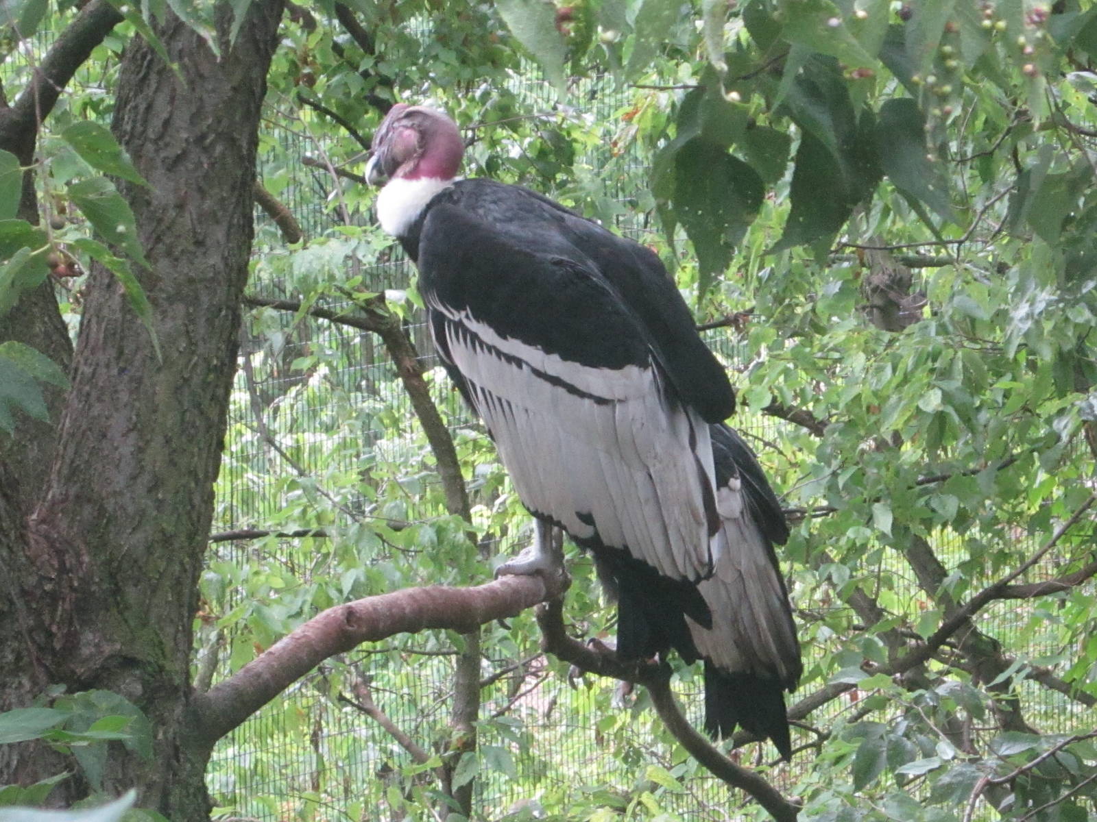 Jul. 2012-Andean Condors