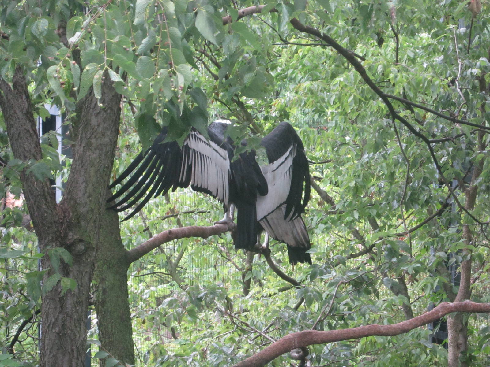 Jul. 2012-Andean Condors