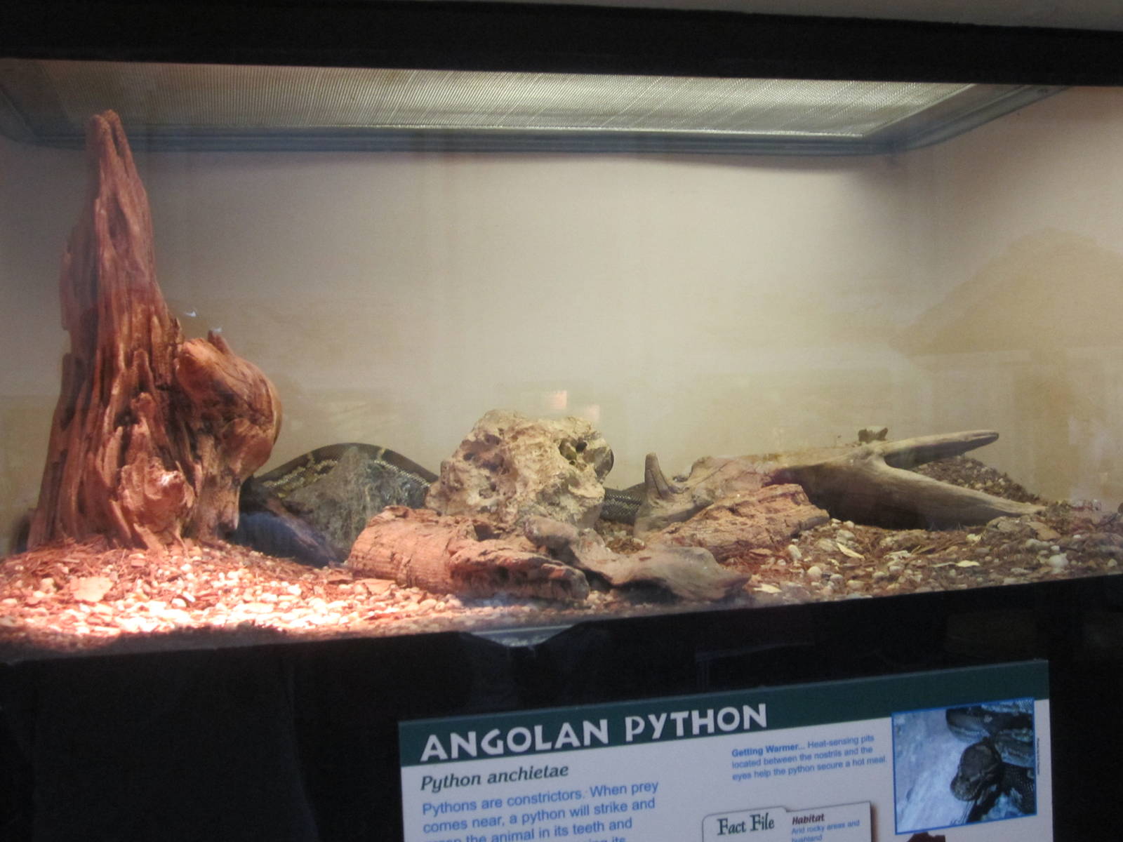 Jul. 2012-Angolan Python exhibit
