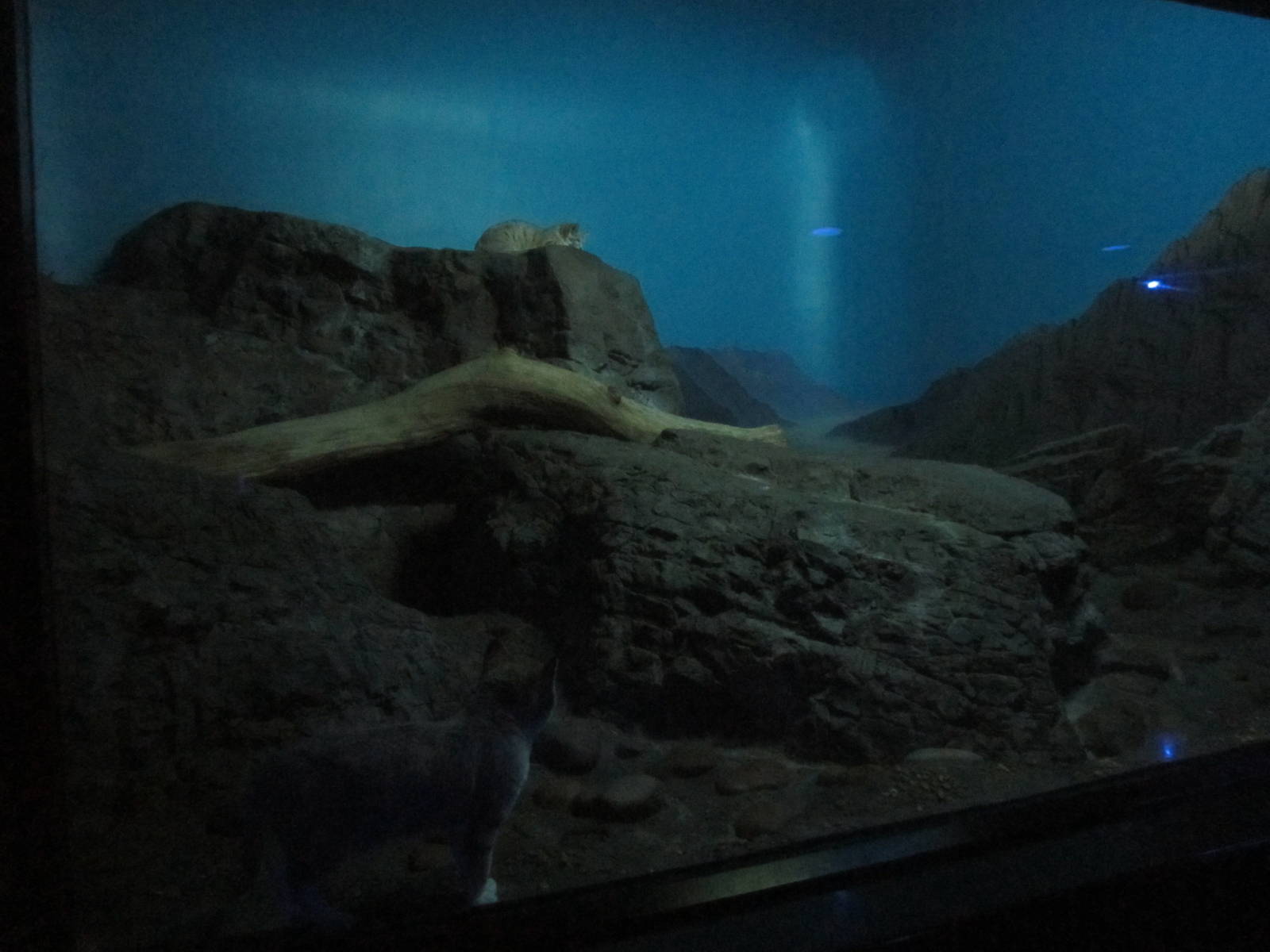 Jul. 2012-Arabian Sand Cat exhibit