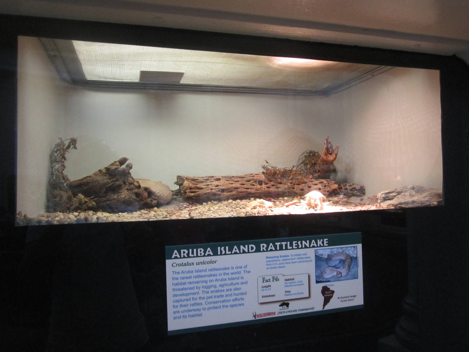 Jul. 2012-Aruba Island Rattlesnake exhibit