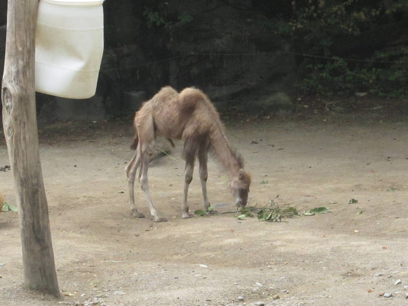 Jul. 2012-Baby Bogart