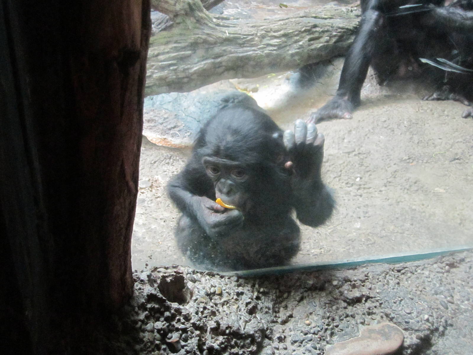 Jul. 2012-Baby Bonobo