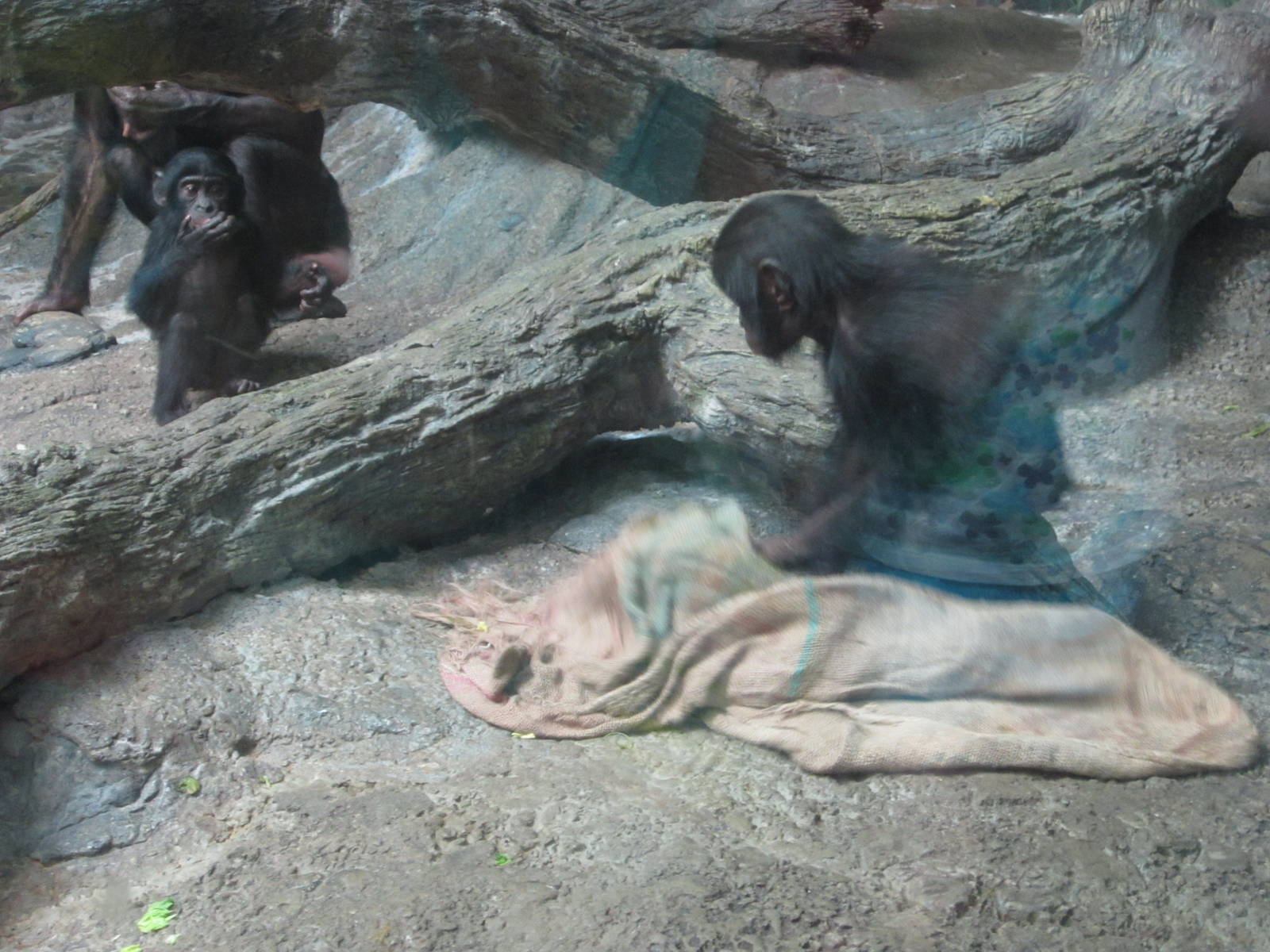 Jul. 2012-Baby Bonobos