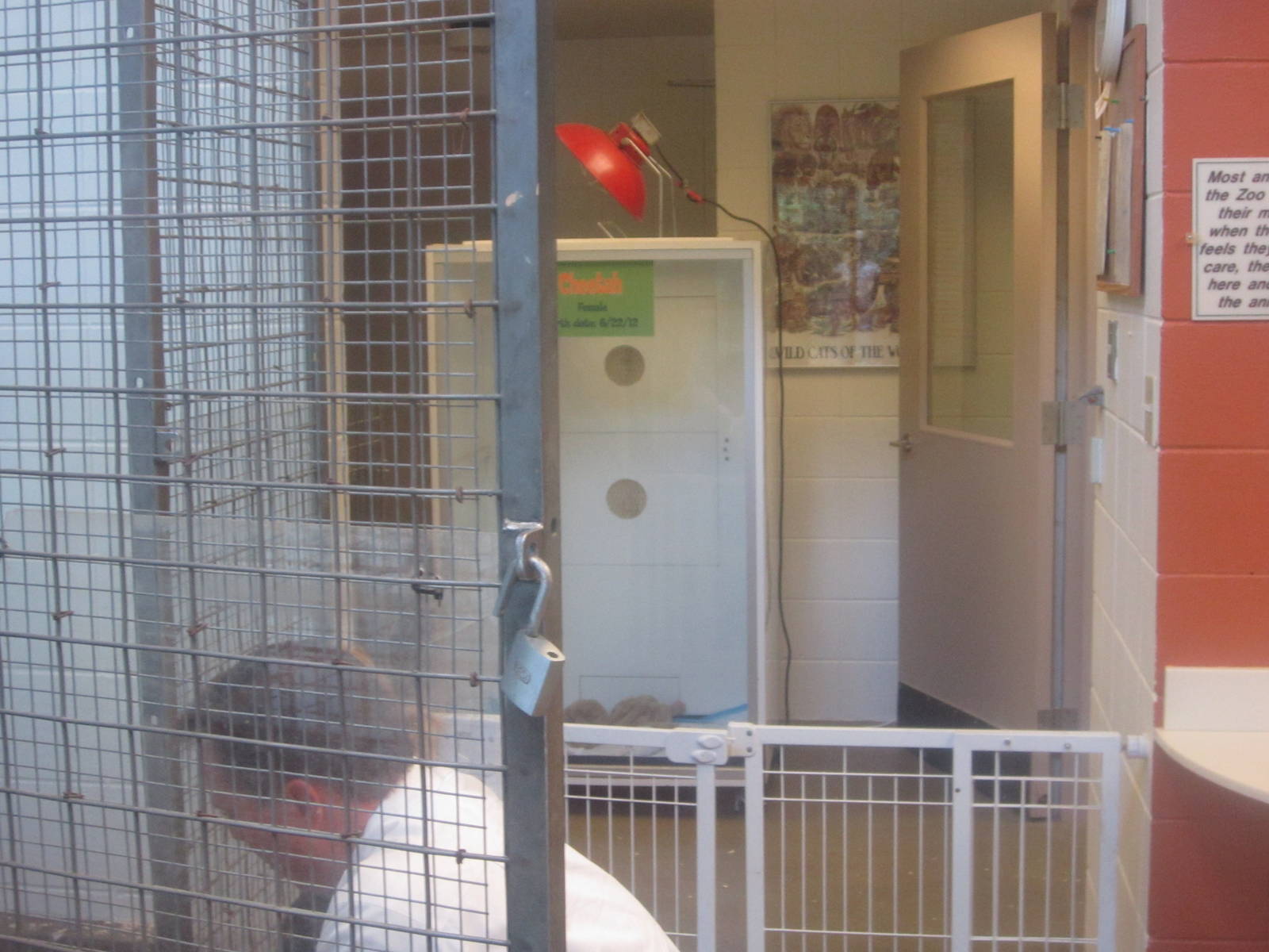 Jul. 2012-Baby Cheetah exhibit