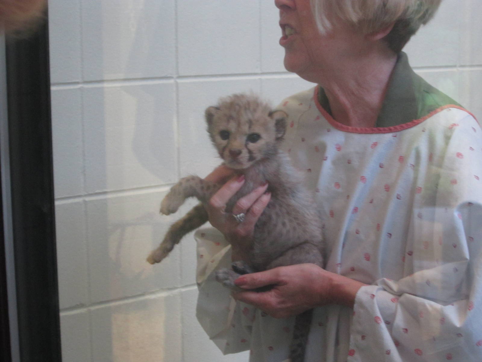 Jul. 2012-Baby Cheetah, Savanna