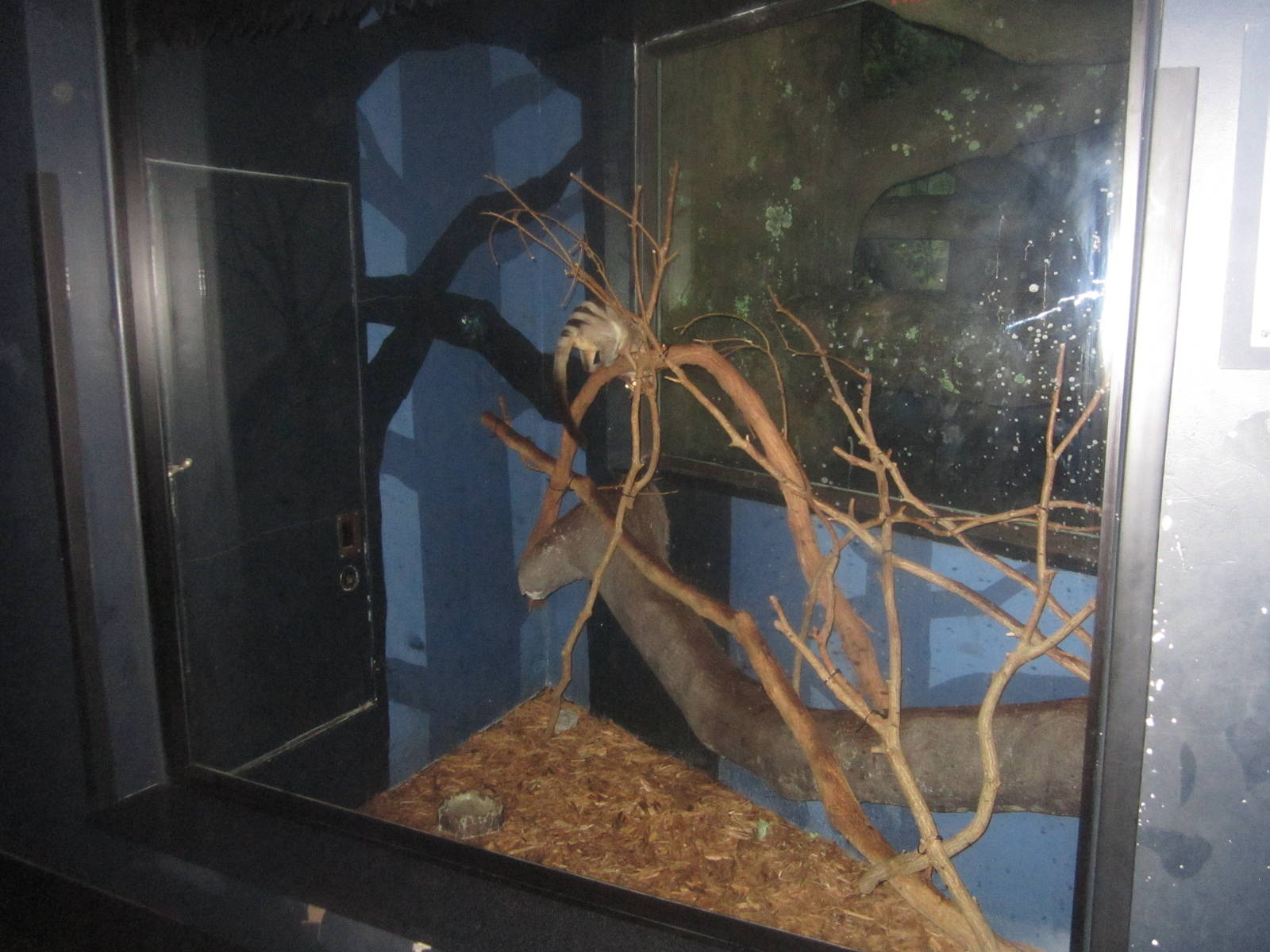 Jul. 2012-Banded Palm Civet exhibit