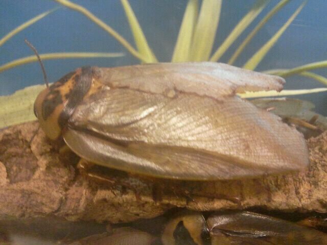 Jul. 2012-Bat Cave Cockroach