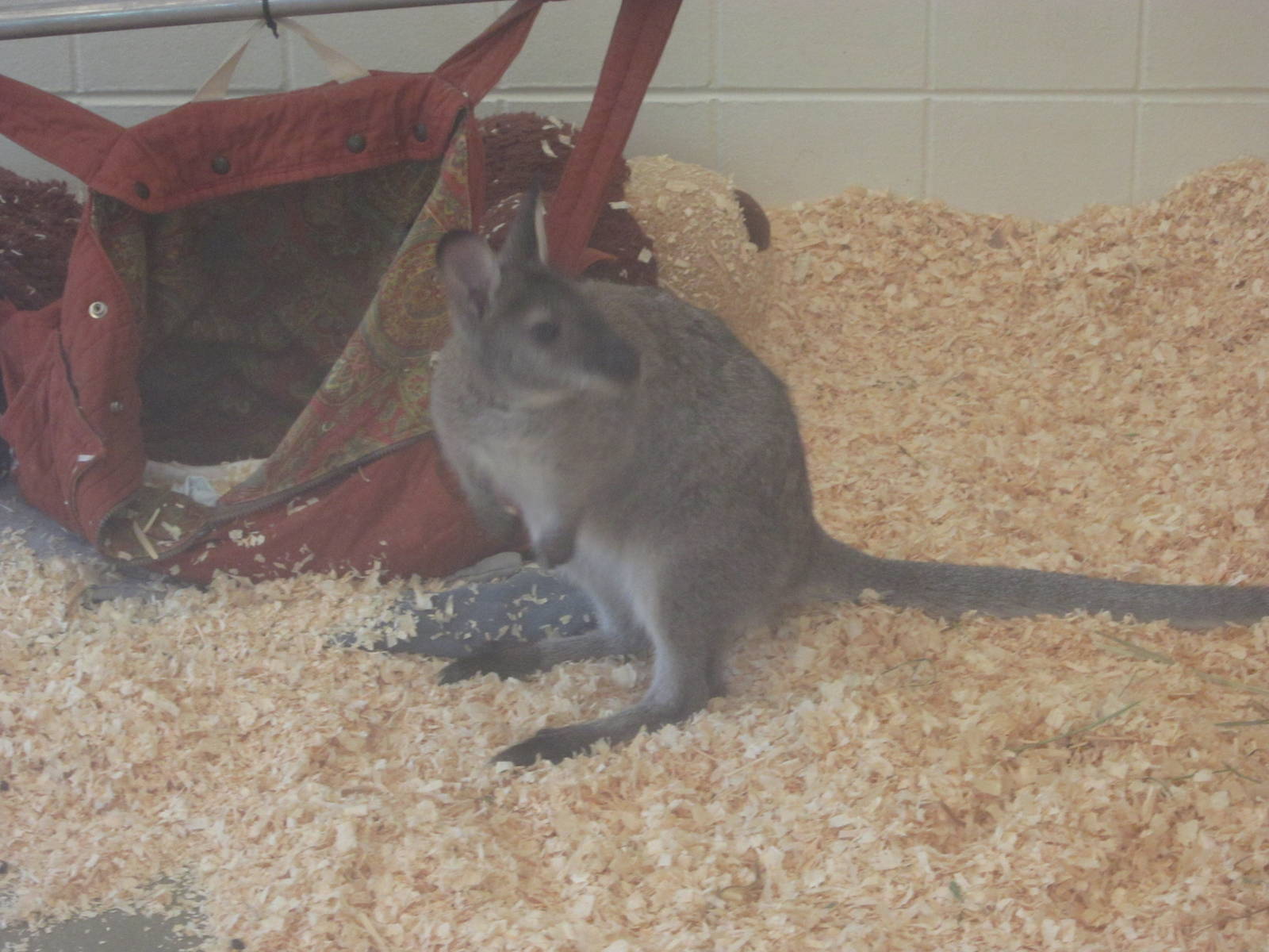 Jul. 2012-Bennett's Wallaby