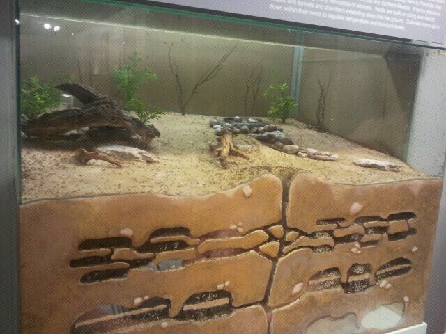 Jul. 2012-Big-headed Ant nursery