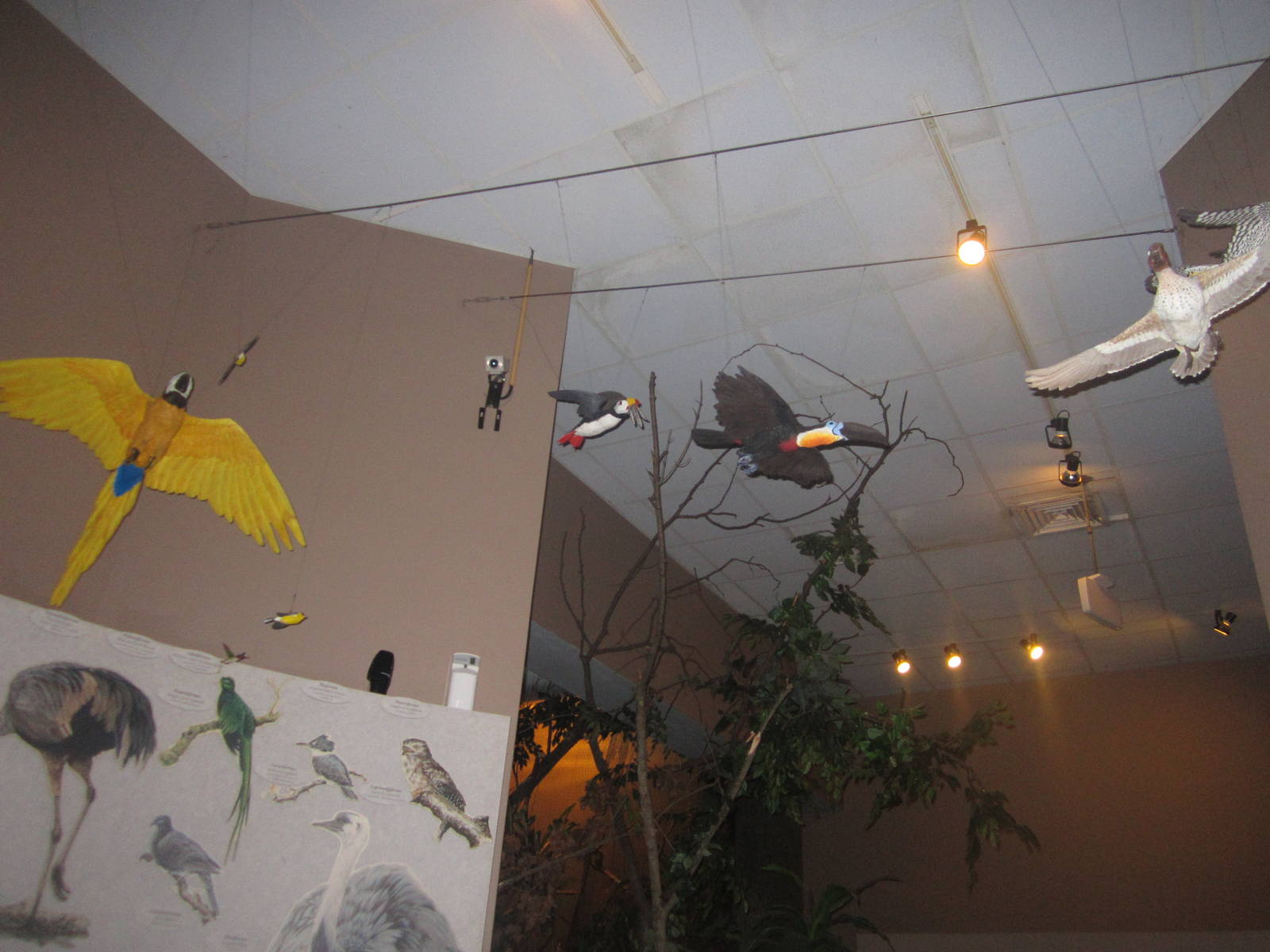 Jul. 2012-Bird Overhangs in Wings of the World