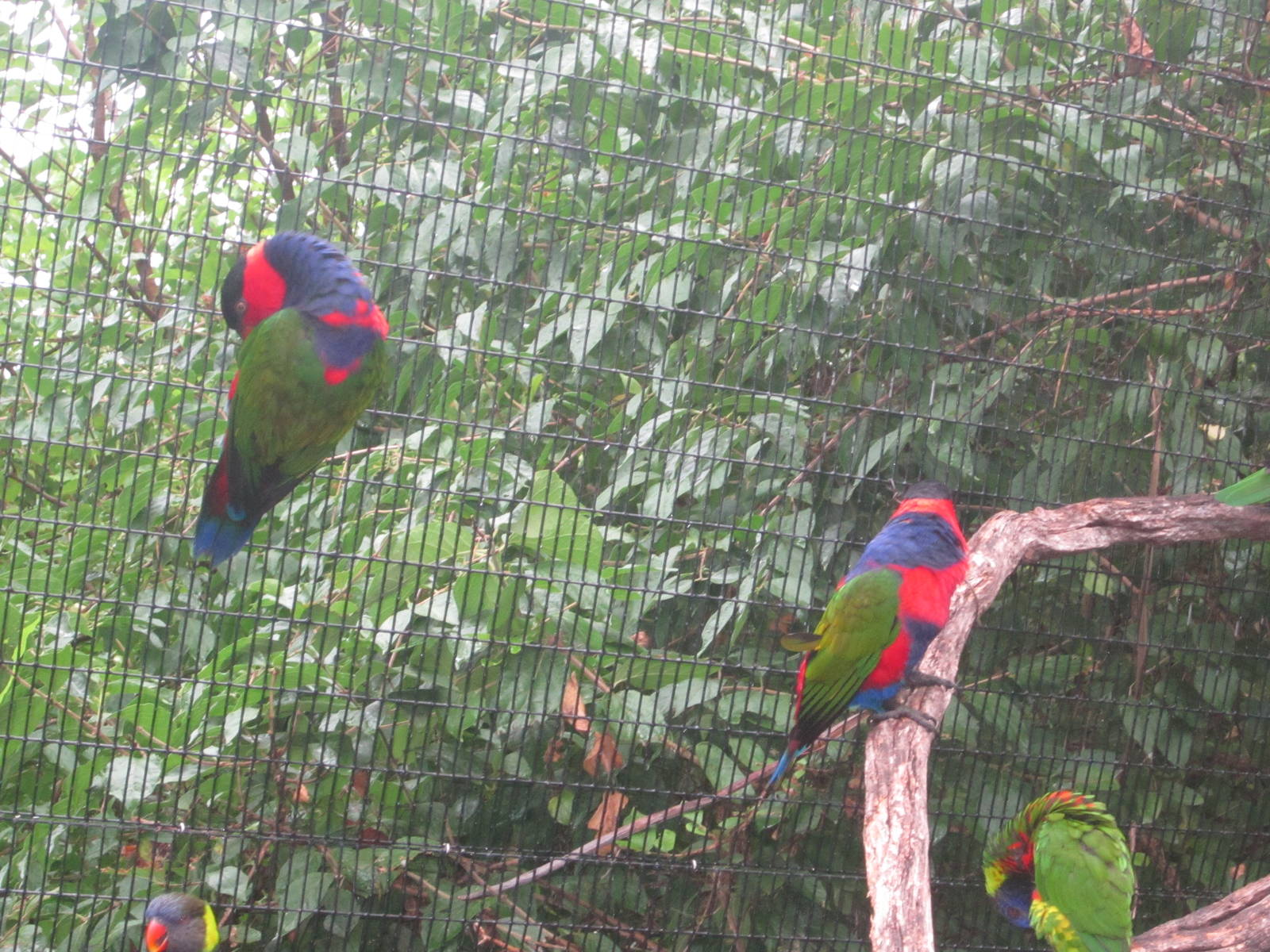 Jul. 2012-Black-capped Lories and Green-naped Lorikeets