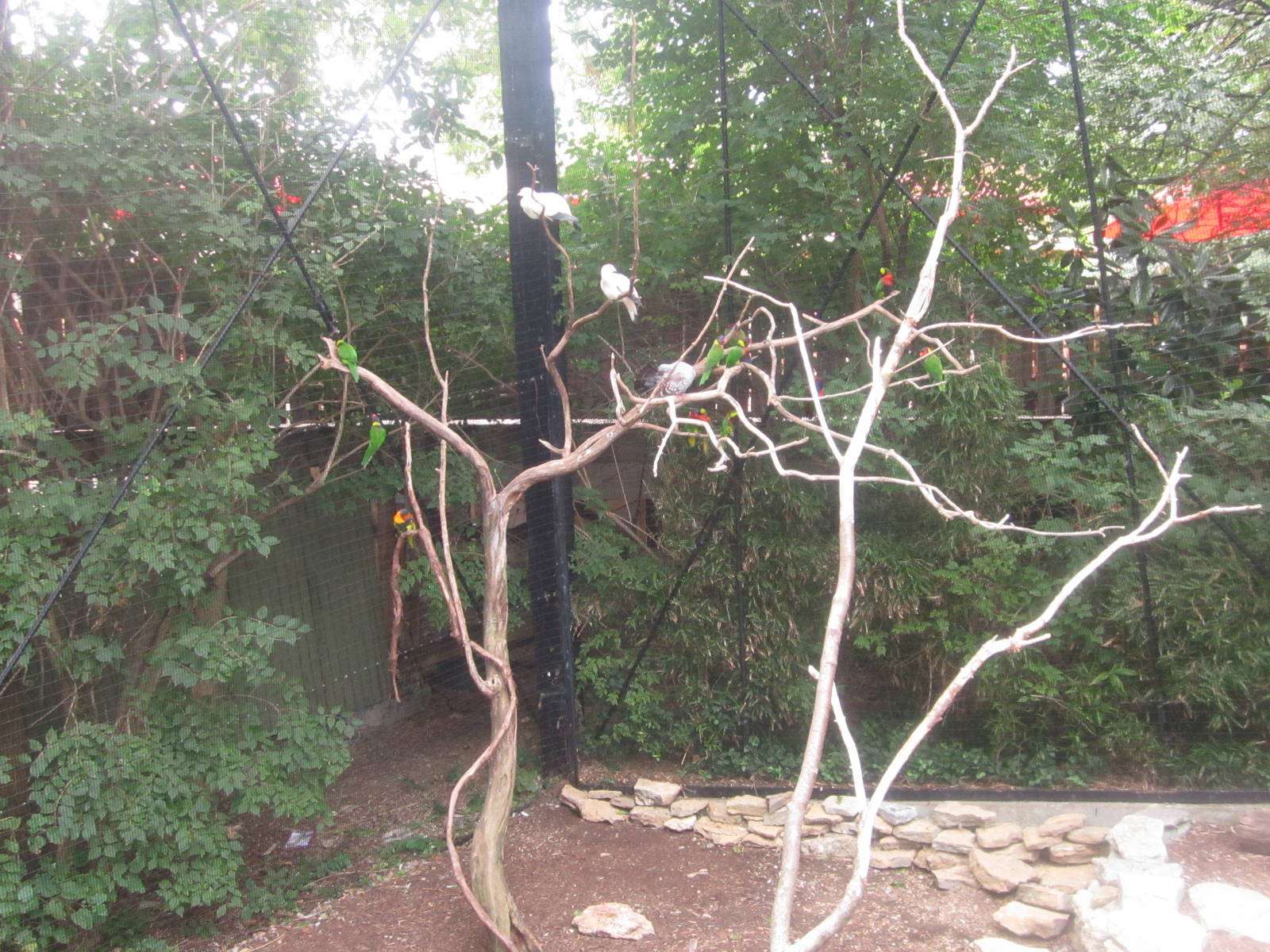 Jul. 2012-Black-capped Lory, Pied, and Speckled Pigeons, and Rainbow, Ornat