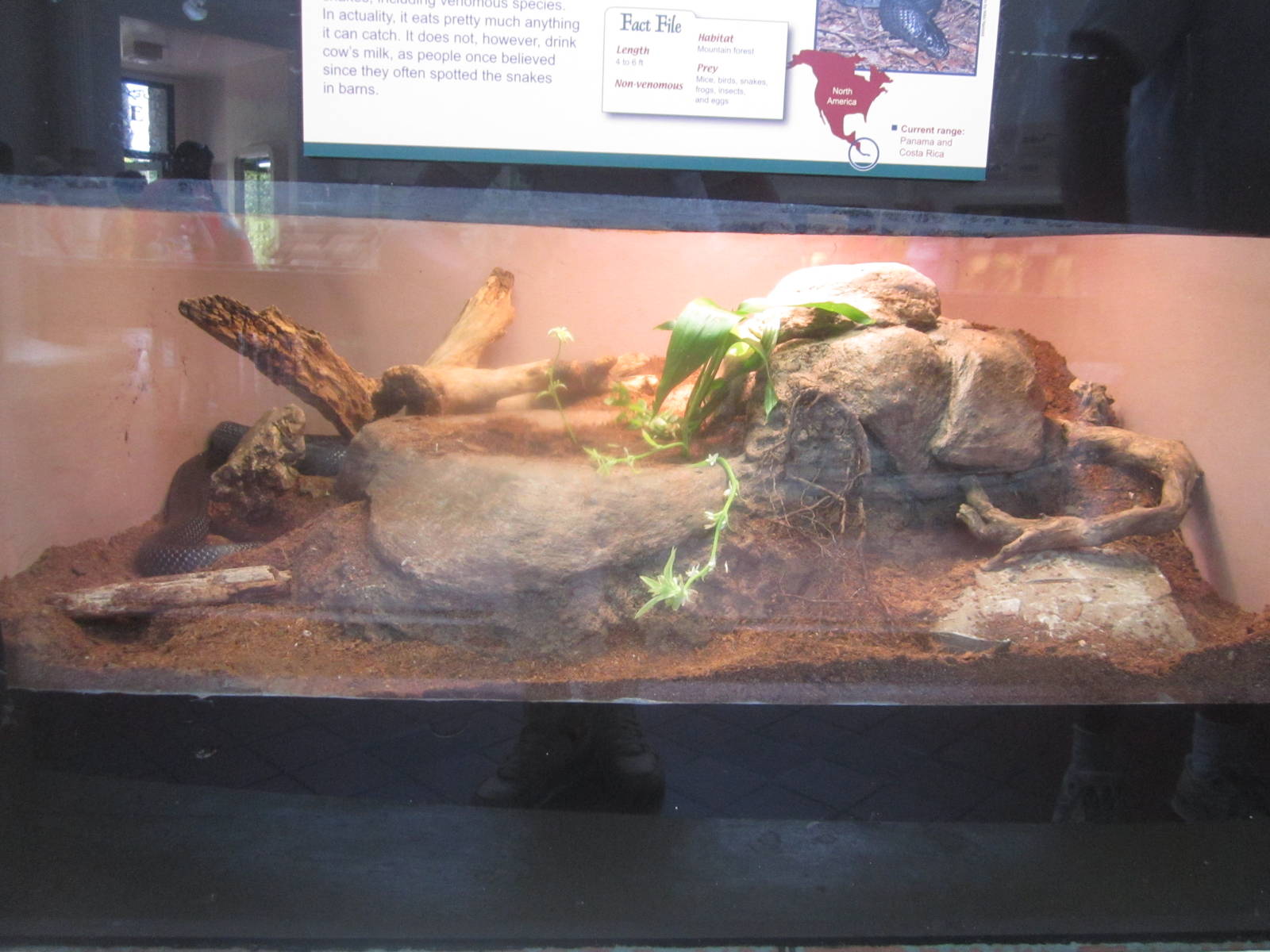 Jul. 2012-Black Milk Snake exhibit