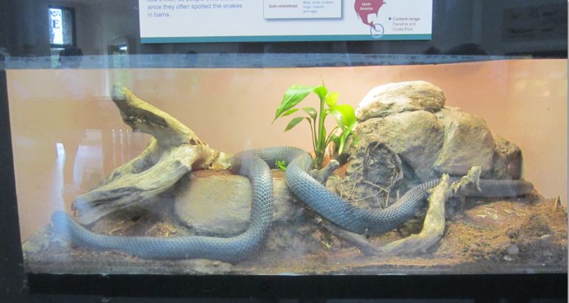 Jul. 2012-Black Milk Snake exhibit