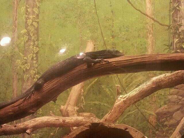 Jul. 2012-Black Tree Monitor