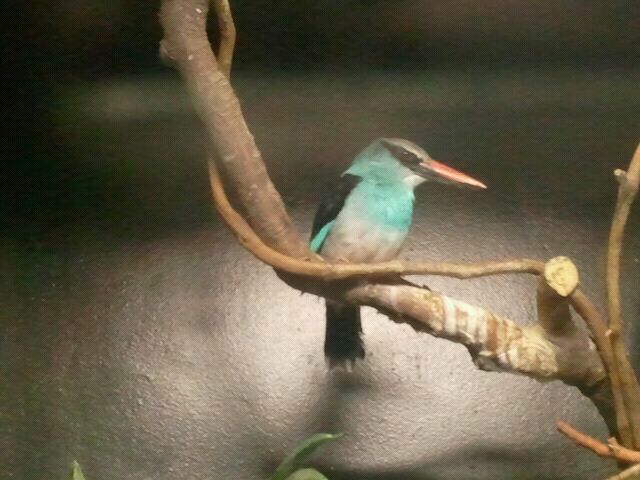 Jul. 2012-Blue-breasted Kingfisher