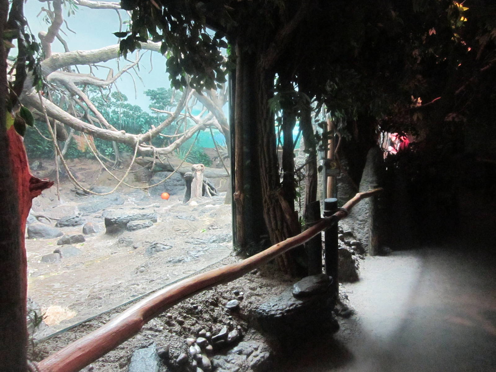 Jul. 2012-Bonobo Indoor Exhibit viewing