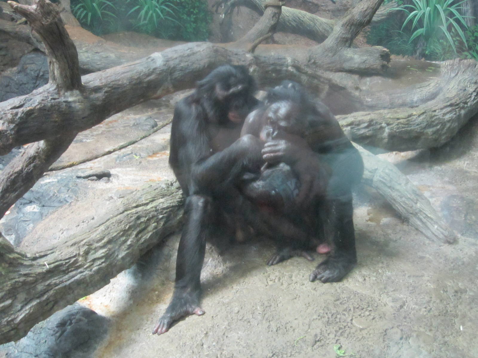 Jul. 2012-Bonobos