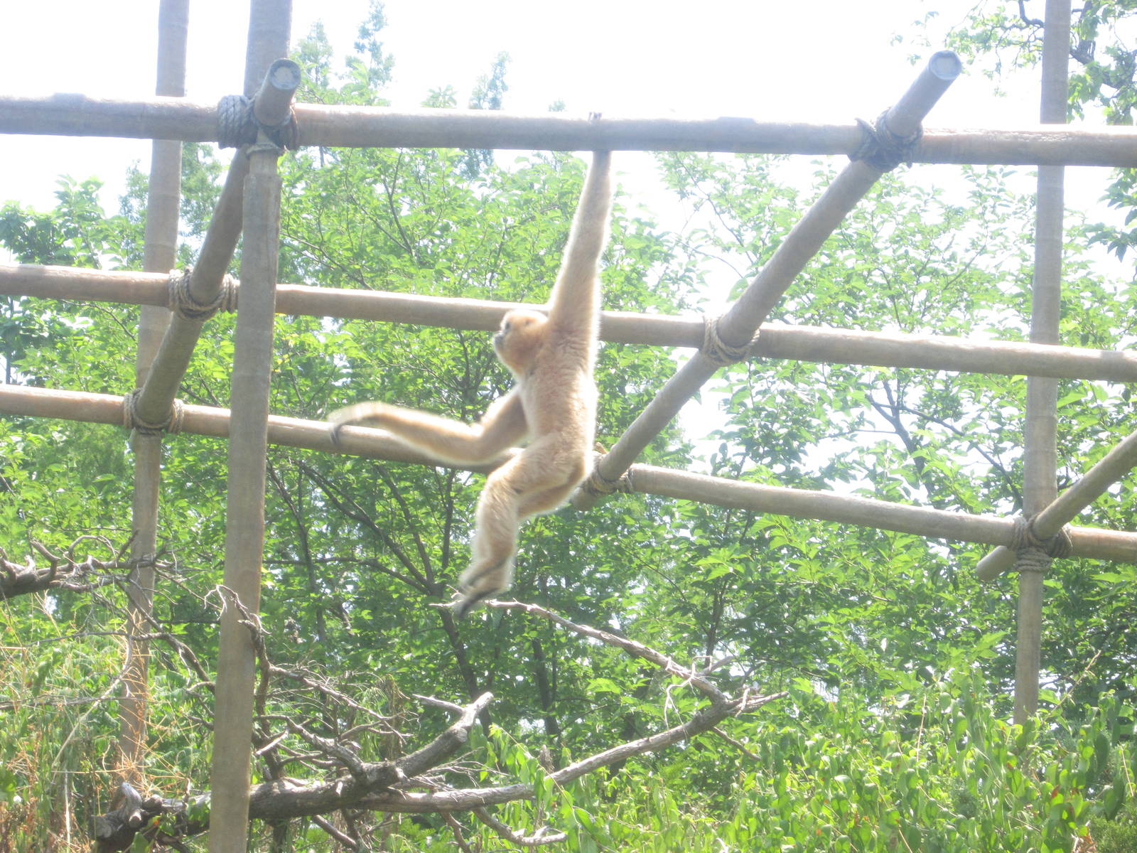 Jul. 2012-Brachiating Buff-cheeked Gibbon