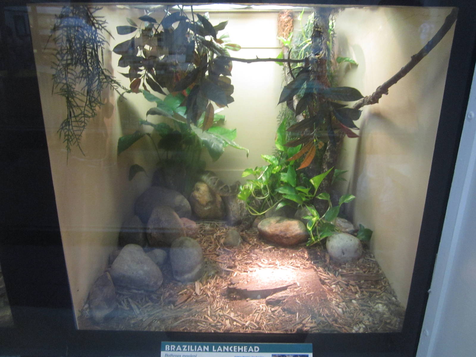 Jul. 2012-Brazilian Lancehead exhibit