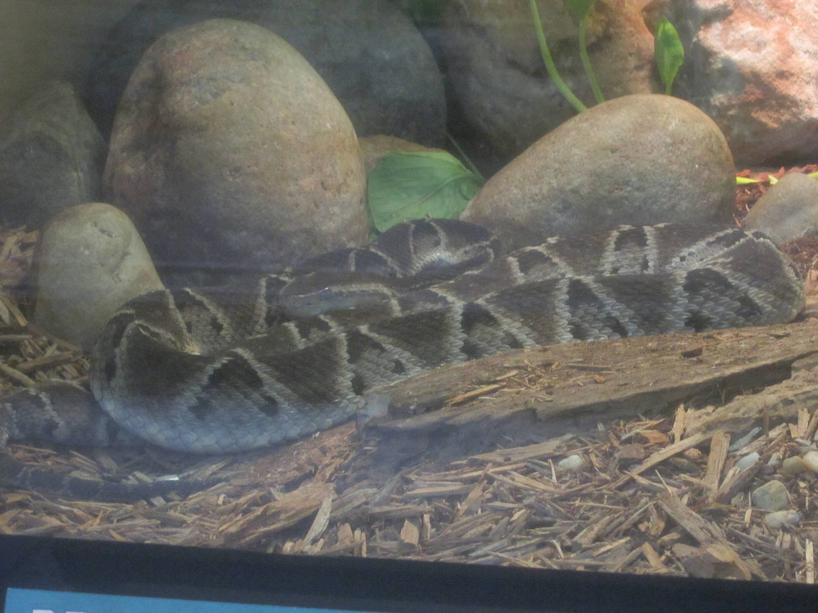 Jul. 2012-Brazilian Lancehead