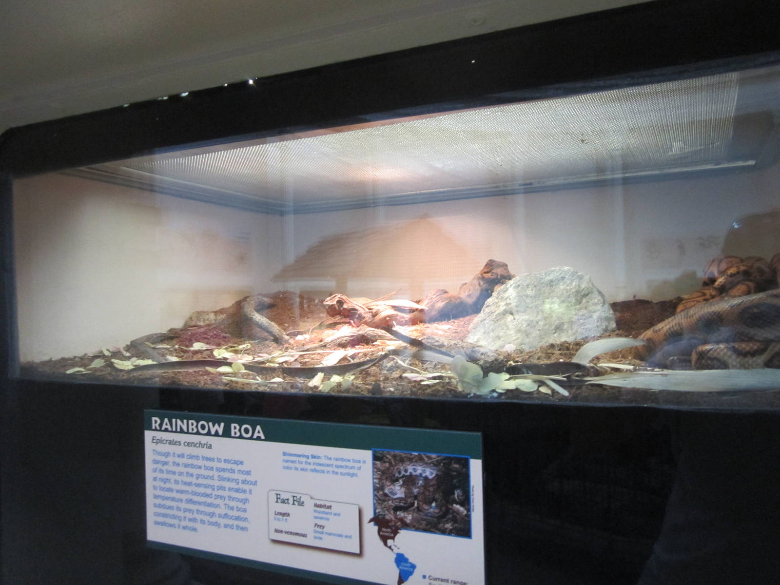 Jul. 2012-Brazilian Rainbow Boa exhibit