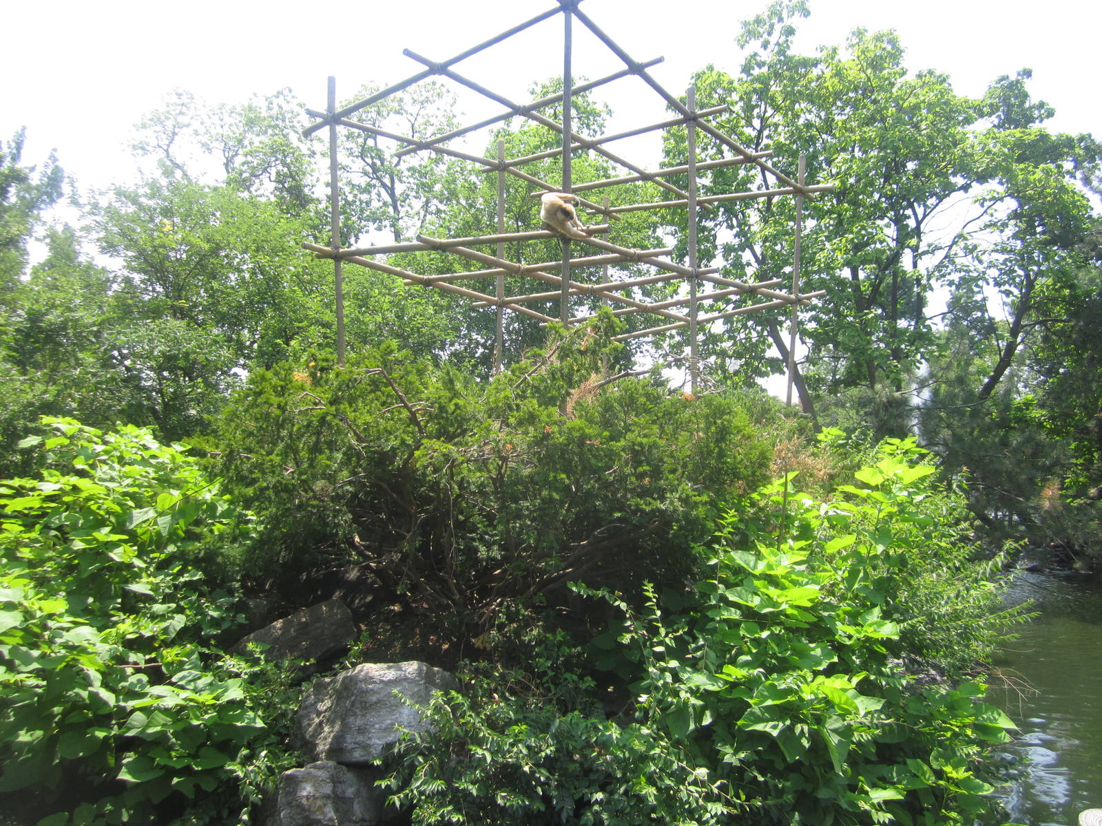 Jul. 2012-Buff-cheeked Gibbon exhibit