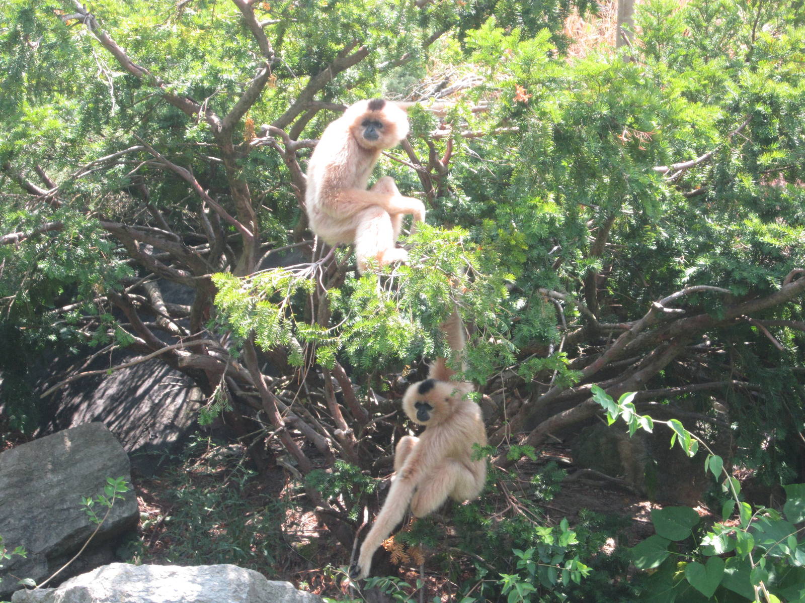 Jul. 2012-Buff-cheeked Gibbons