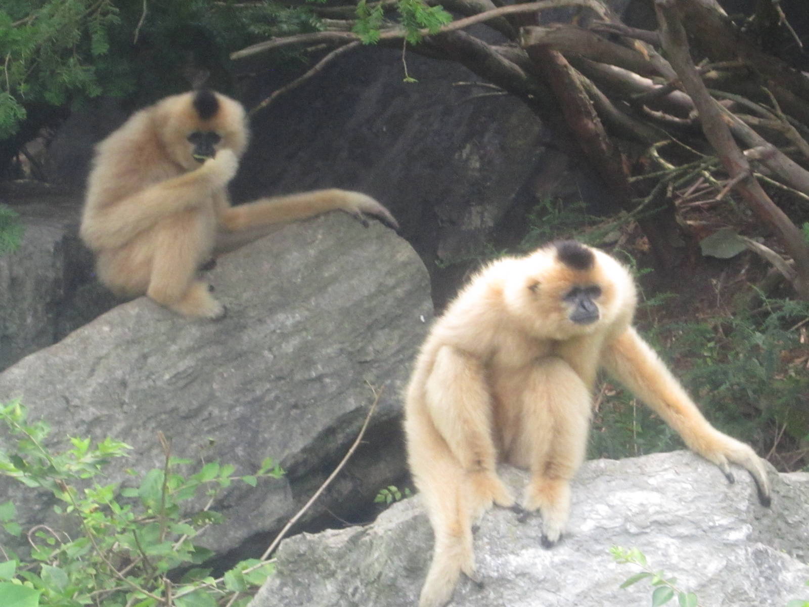 Jul. 2012-Buff-cheeked Gibbons