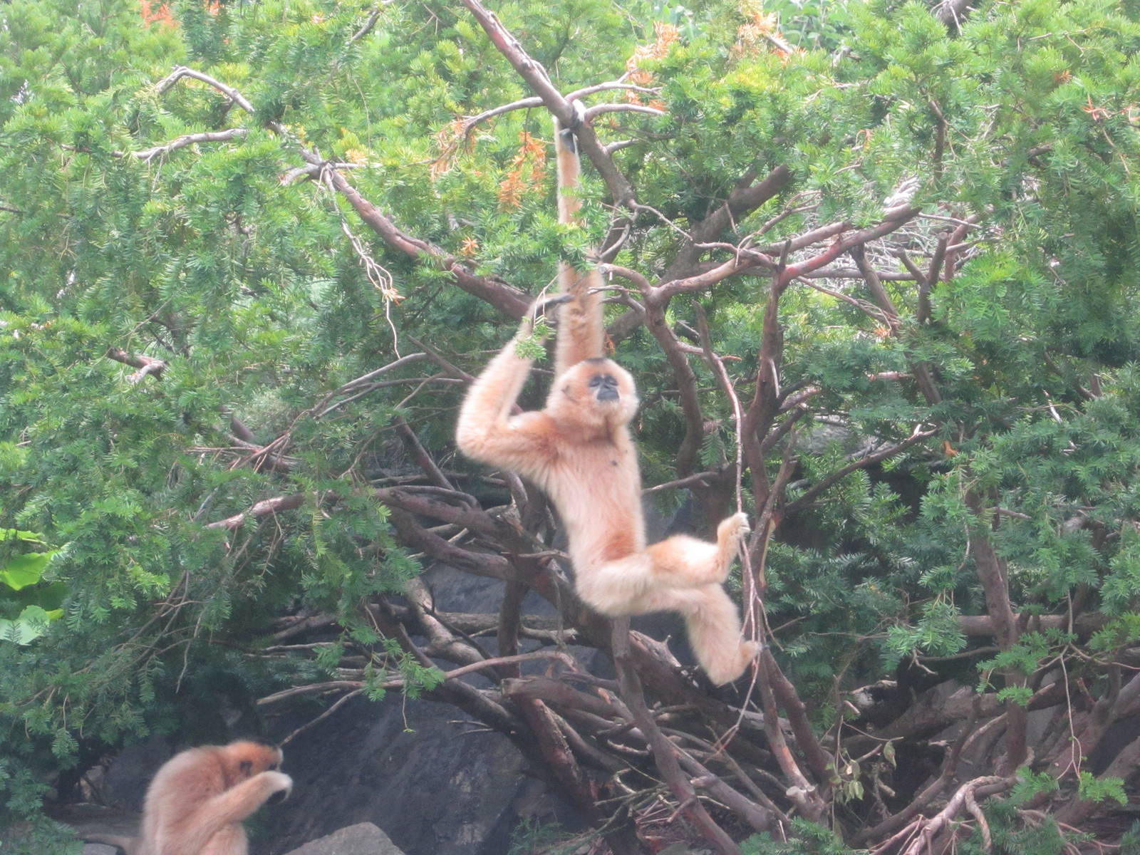 Jul. 2012-Buff-cheeked Gibbons