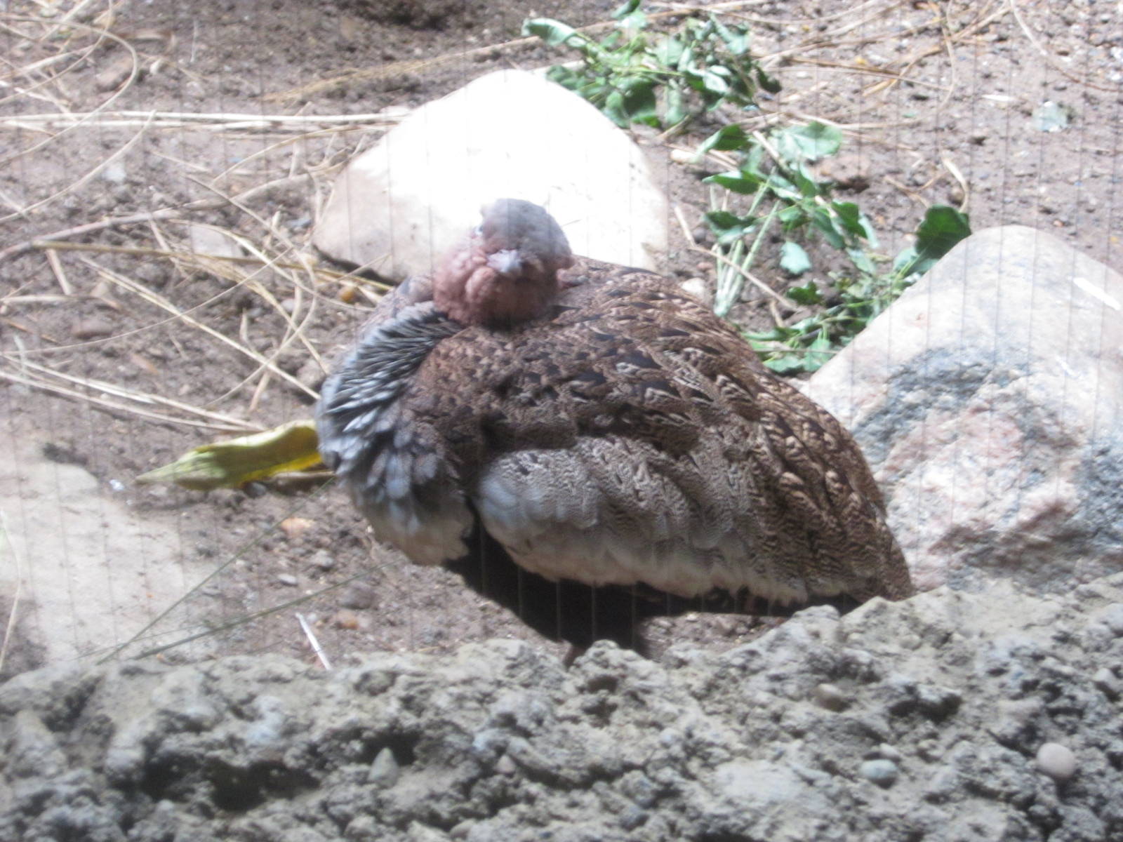 Jul. 2012-Buff-crested Bustard