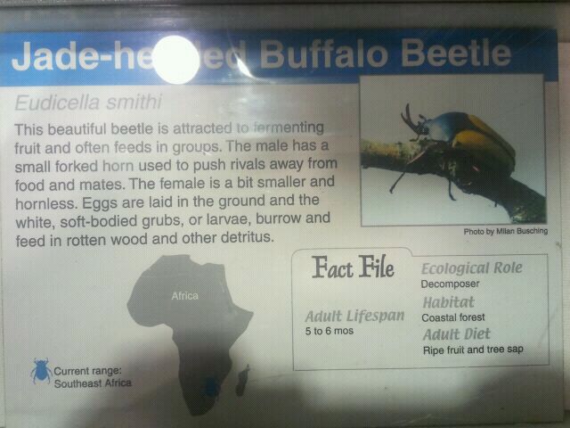 Jul. 2012-Buffalo Beetle sign