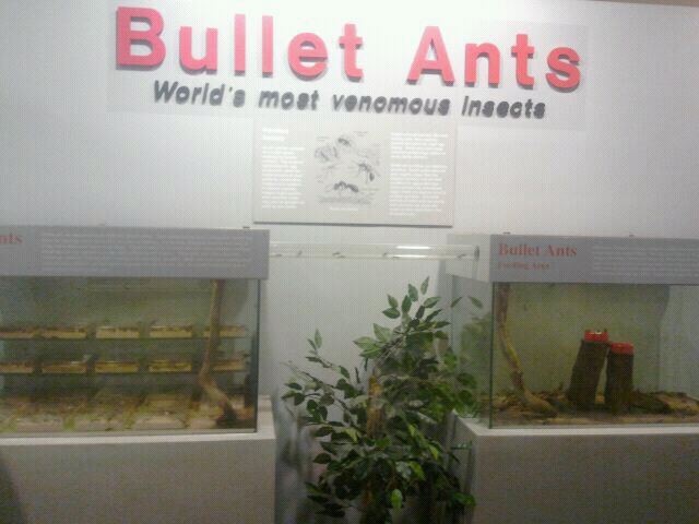 Jul. 2012-Bullet Ant exhibits