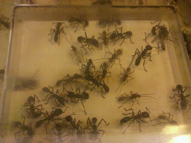 Jul. 2012-Bullet Ants