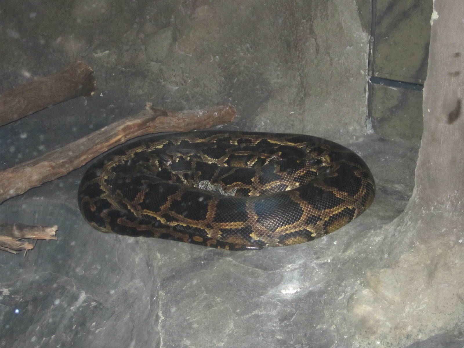 Jul. 2012-Burmese Python