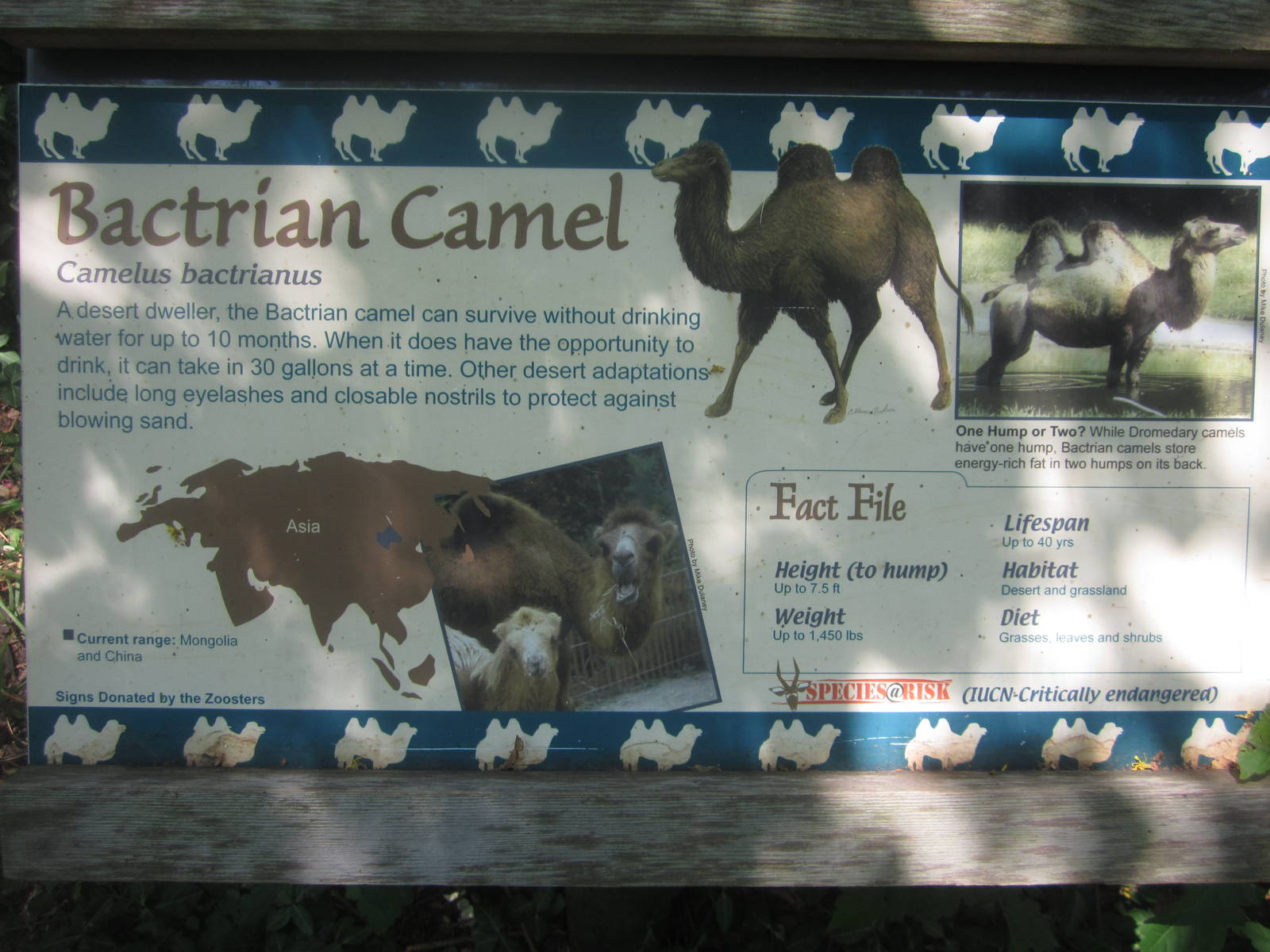 Jul. 2012-Camel sign