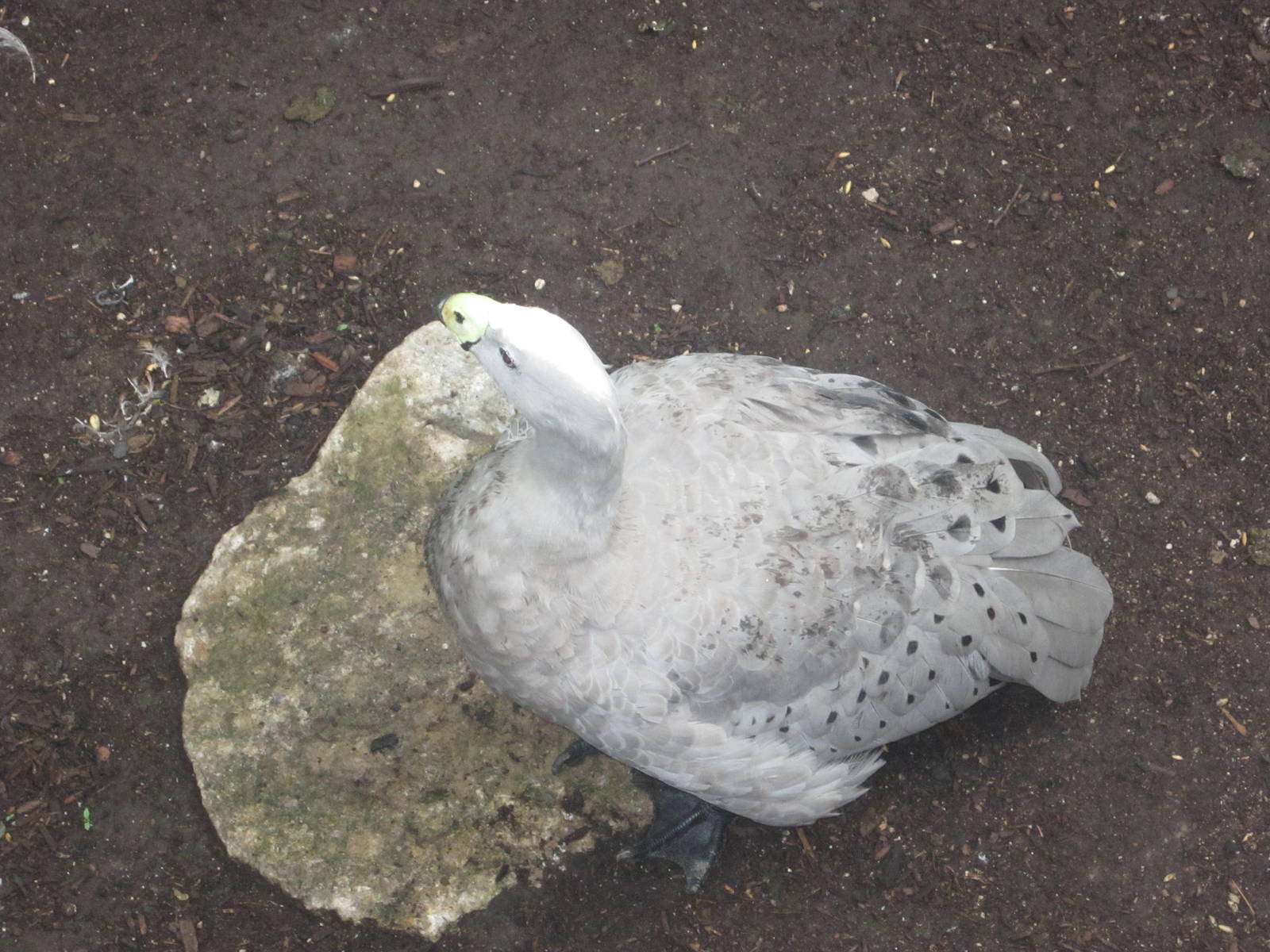 Jul. 2012-Cape-barren Goose