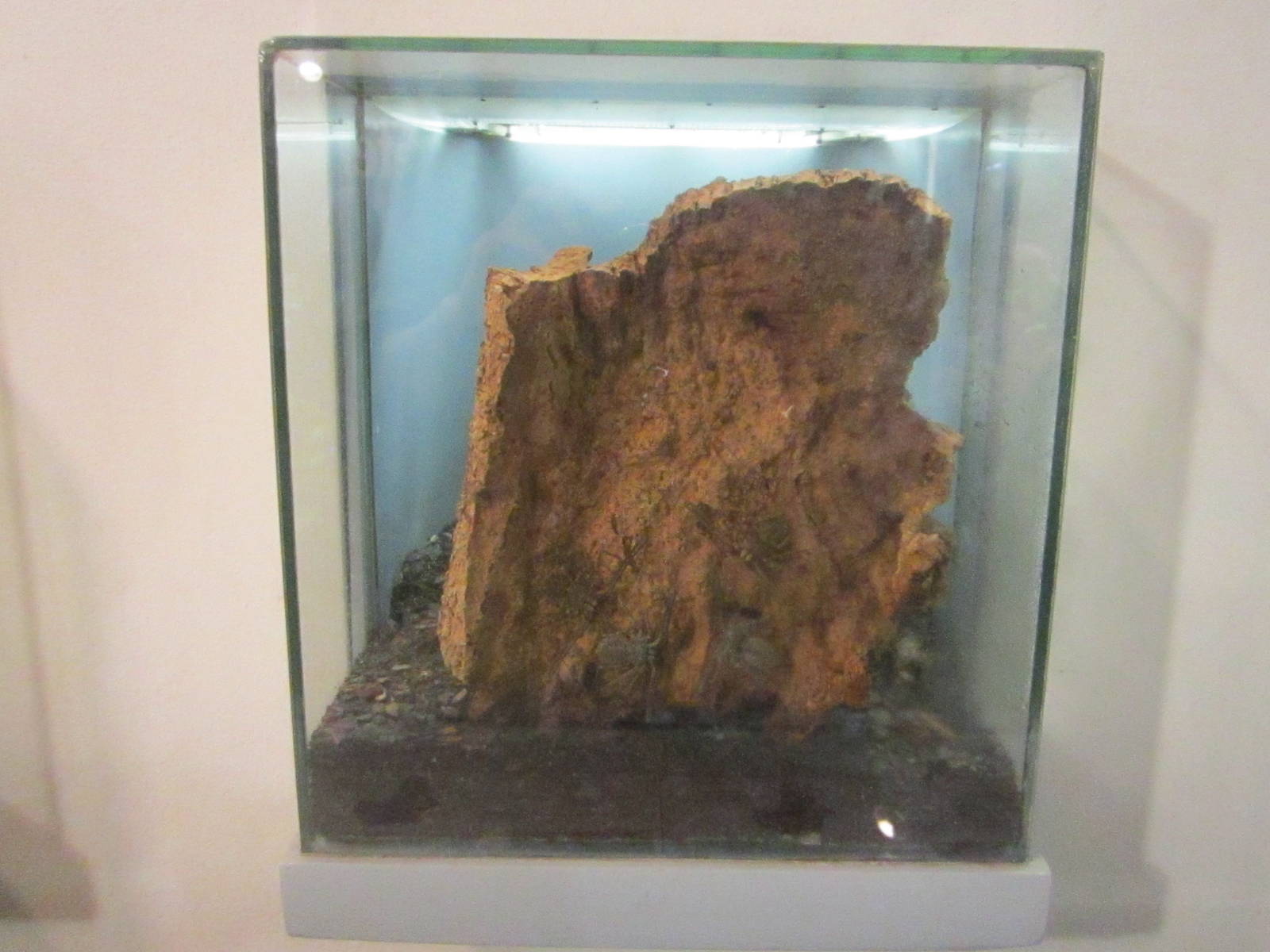 Jul. 2012-Cave Whip Spider/East African Whip Scorpion exhibit