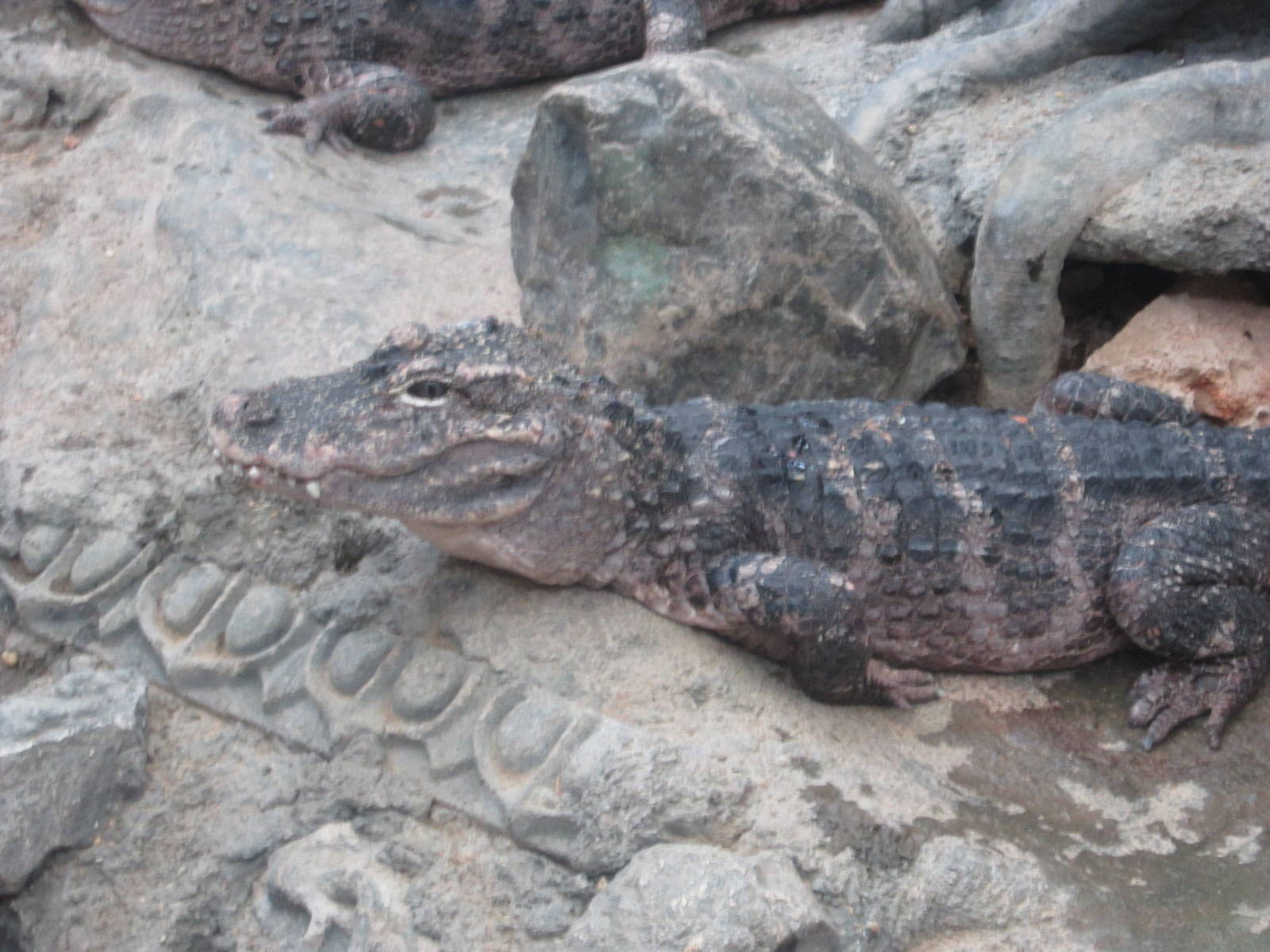 Jul. 2012-Chinese Alligator