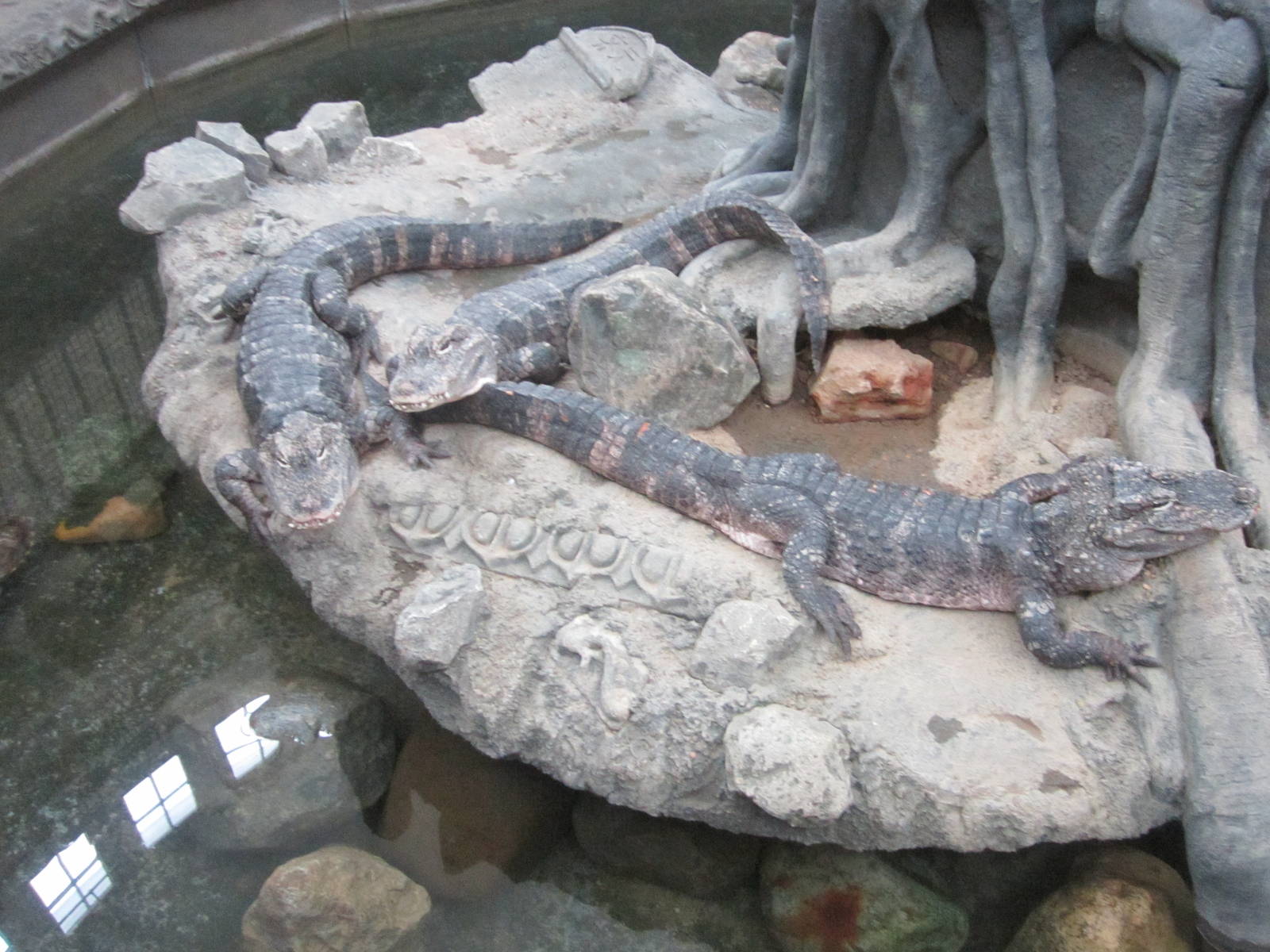 Jul. 2012-Chinese Alligators