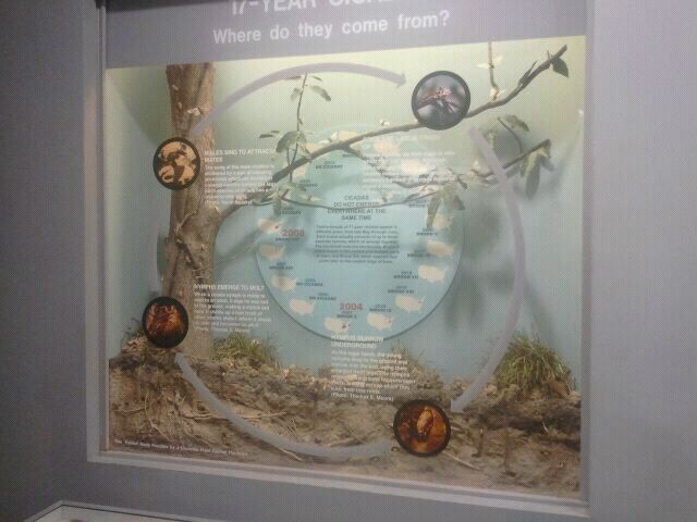 Jul. 2012-Cicada Life Cycle display