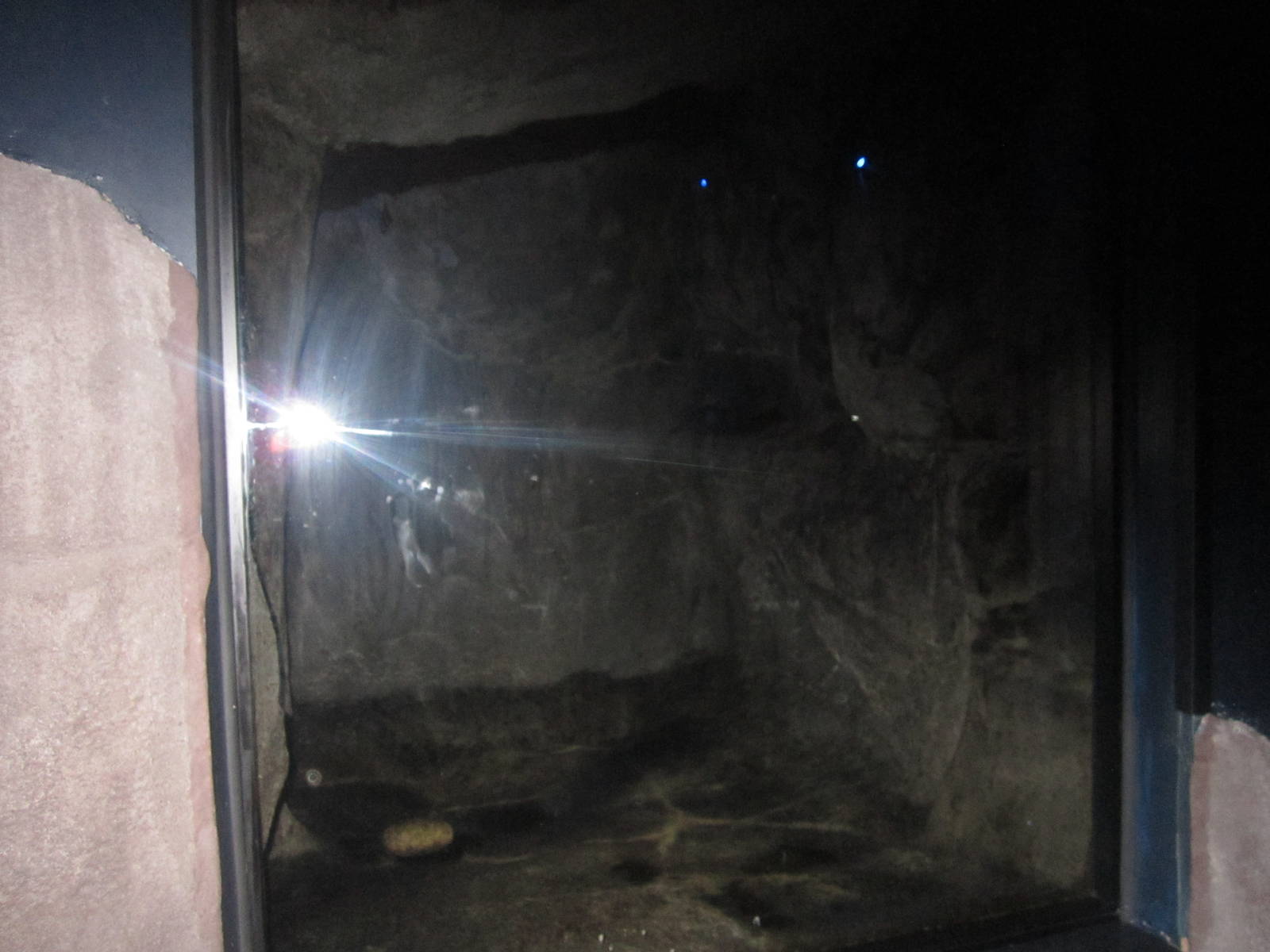 Jul. 2012-Common Vampire Bat Cave