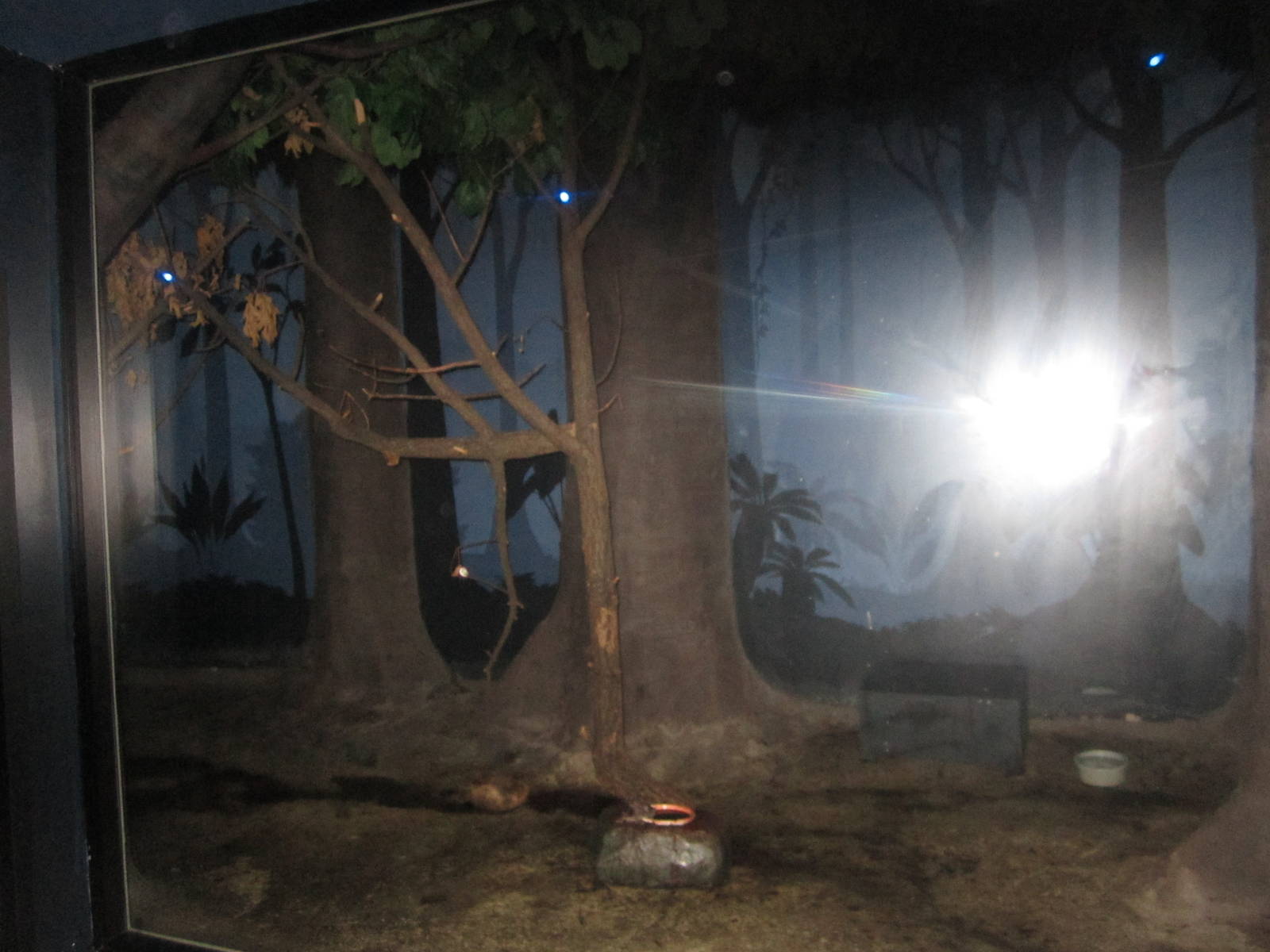 Jul. 2012-Common Vampire Bat/Southern Three-banded Armadillo exhibit