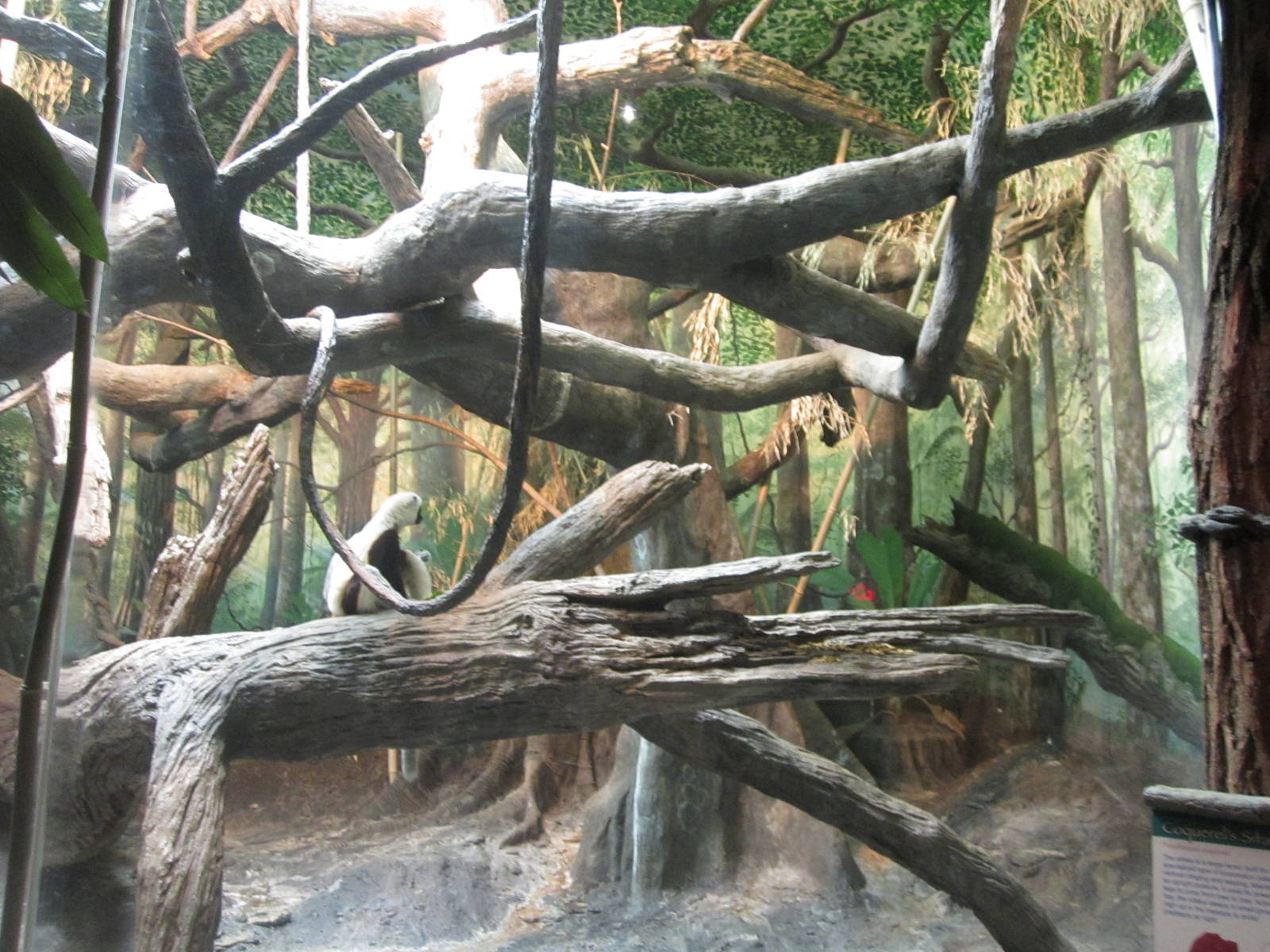 Jul. 2012-Coquerel's Sifaka exhibit