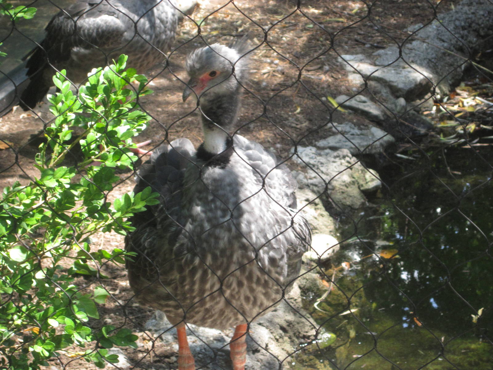 Jul. 2012-Crested Screamer
