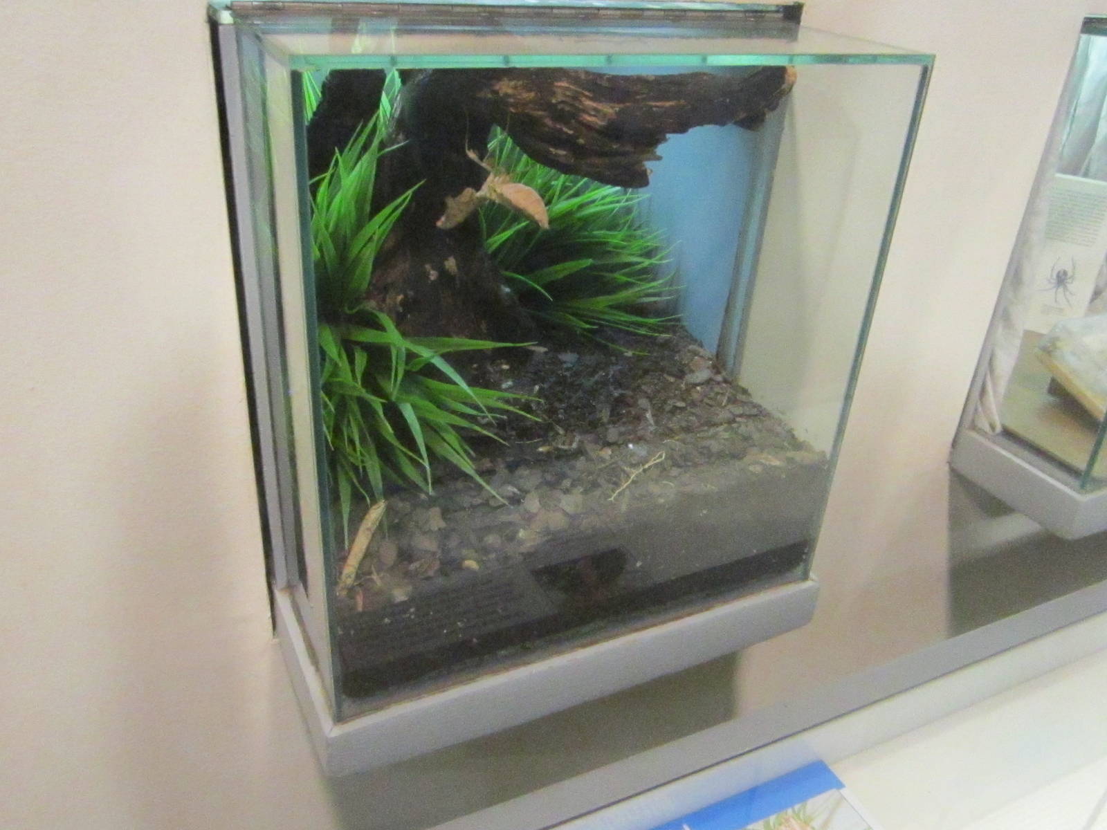 Jul. 2012-Dead Leaf Mantis exhibit