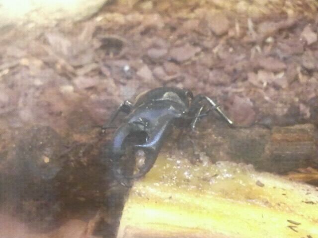 Jul. 2012-Deer-horned Stag Beetle